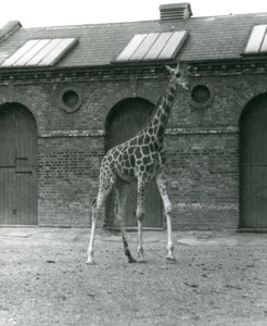 La girafe Maud, debout dans le paddock devant la maison des girafes, zoo de Londres, 1923